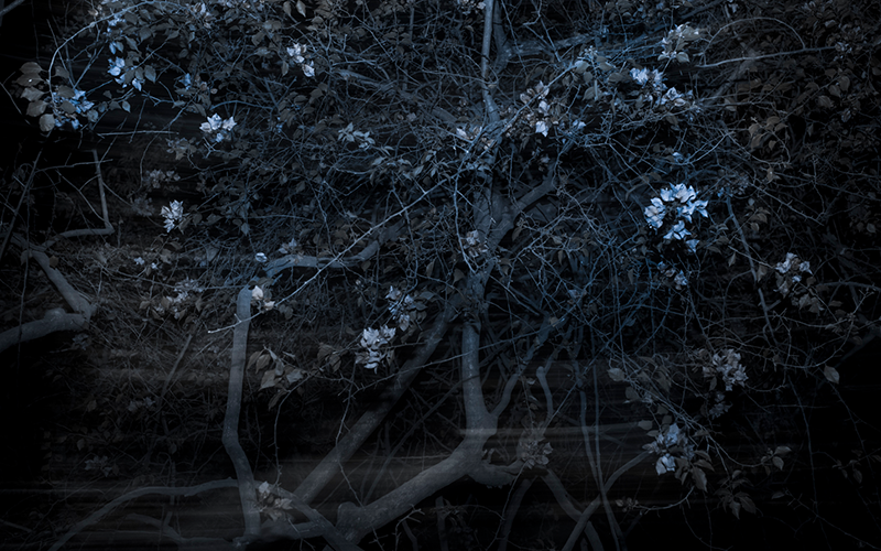 Speculations On A New World Order