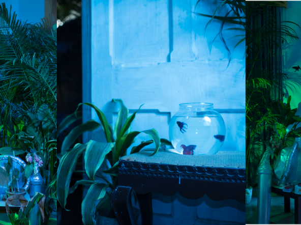 In a Fish Bowl, An Elegy for Ecology