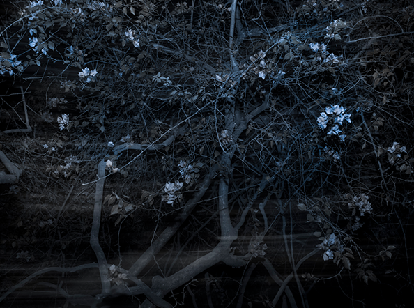 ​An Elegy for Ecology - 4 (Dhaka Bangladesh)