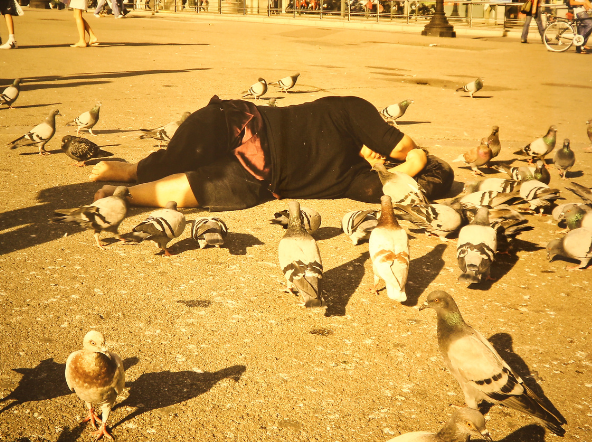 Logic of Birds III (from the staged photo/ video series, logic of birds)