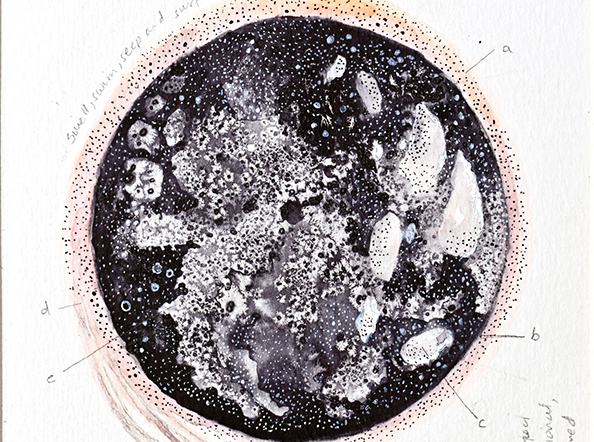 Ovarian beds 1.2 / Unbound and Untethered