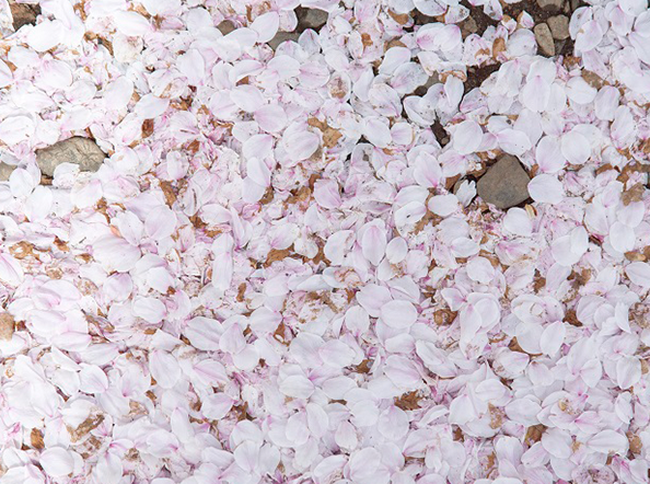 ​The Shrine To Summon The Souls