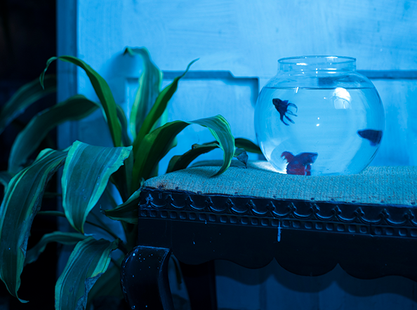 An Elegy for Ecology - 6 (Kolkata, West Bengal, India)