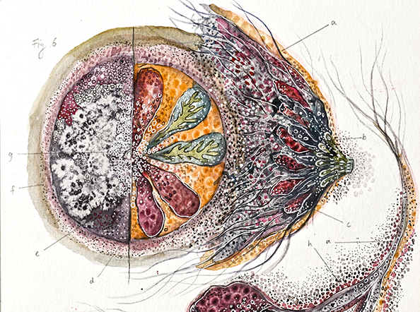 Cross sections, Mammary Nets / Unbound and Untethered