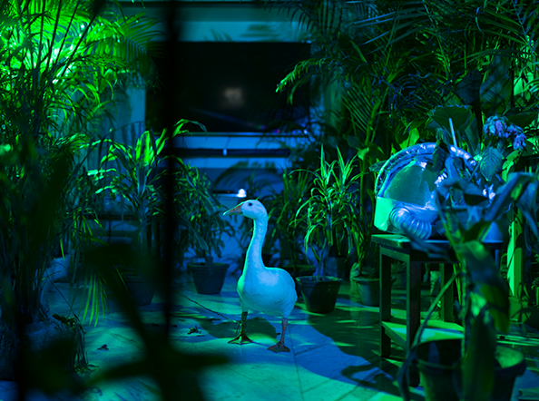 ​An Elegy for Ecology - 10 (Kolkata, West Bengal, India)