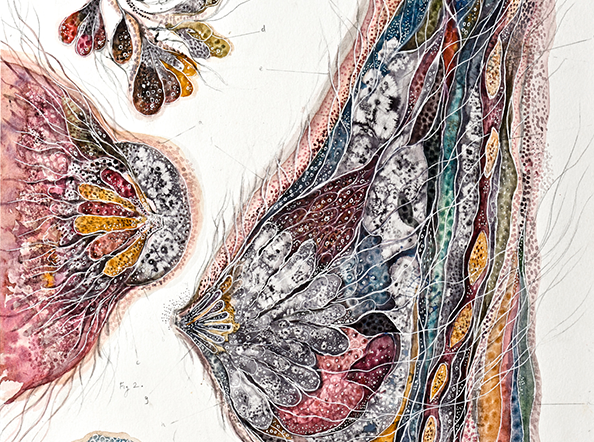 Mammary Nets / Unbound and Untethered