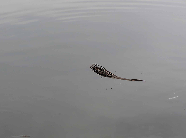 That Which Lies Beyond