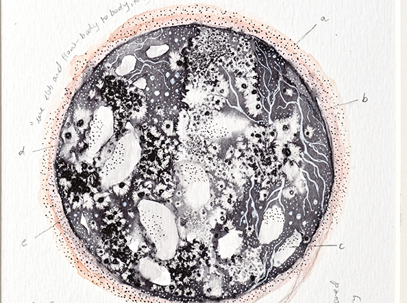 Ovarian beds 1.1 / Unbound and Untethered