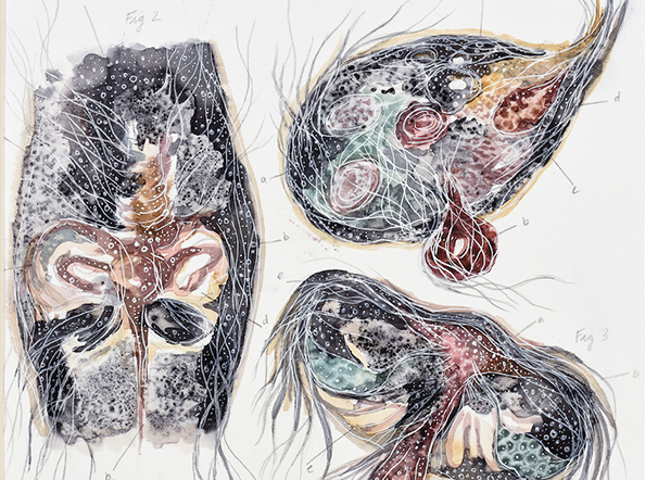 Cross sections, Uterine Swims 1.1 / Unbound and Untethered